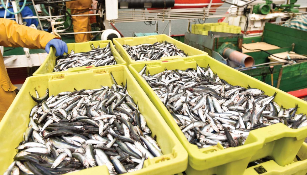 93 barcos de bajura estn trabajando con la certificacin de pesca sostenible de MSC