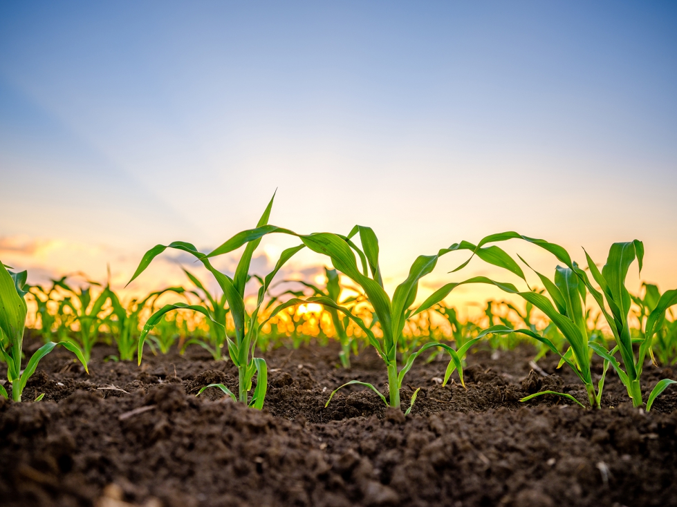 Hoy en da la agricultura necesita de fuentes adicionales de azufre para alcanzar los rendimientos potenciales de los cultivos...