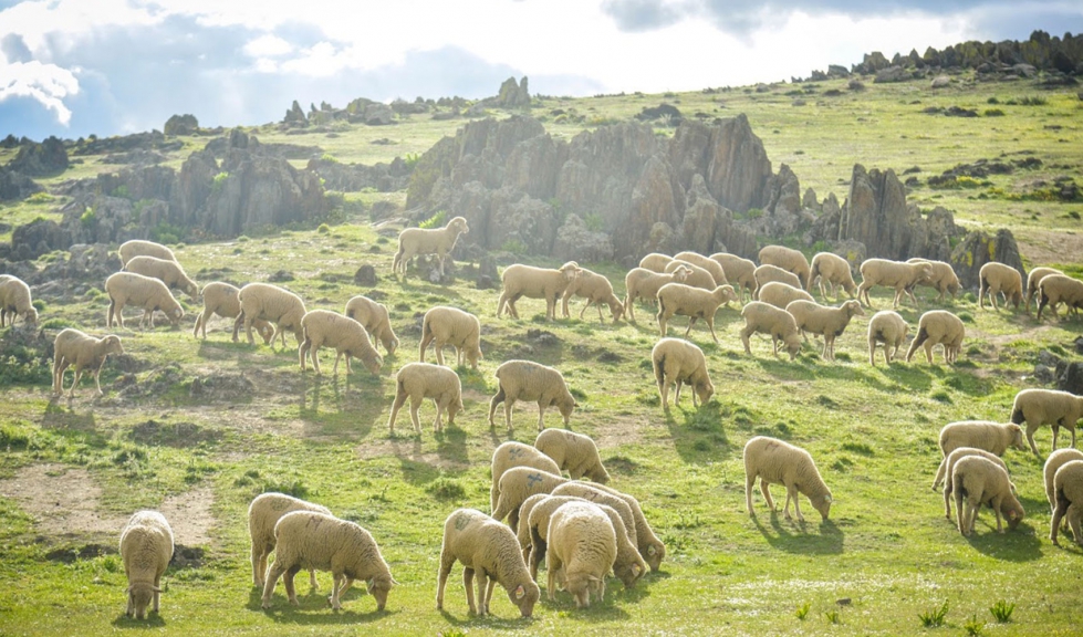 Un rebao de ovejas pasta en Extremadura