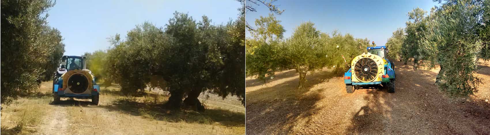 Figura 3. Ensayos de dosificacin en olivares tradicionales e intensivos