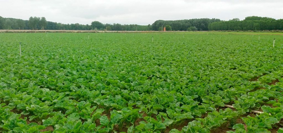 Los agricultores pueden escoger cundo quieren entregar su remolacha...