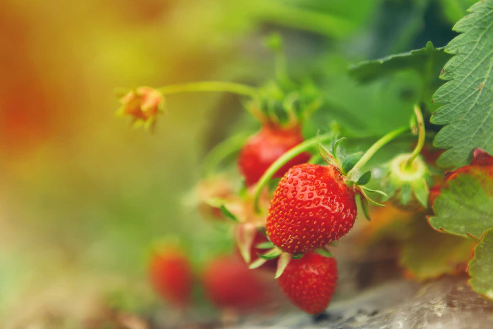 Los resultados pueden aplicarse para trazar los orgenes de la fresa y para optimizar la produccin en funcin de los intereses del agricultor...