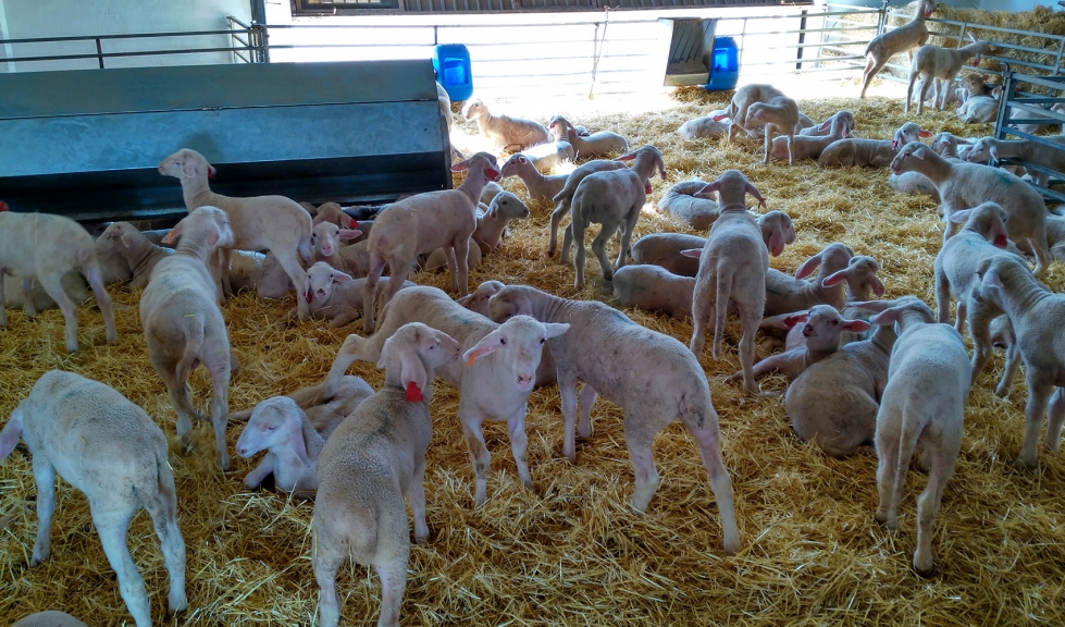 La produccin de corderos se ha visto fuertemente afectada por el cierre de la hostelera