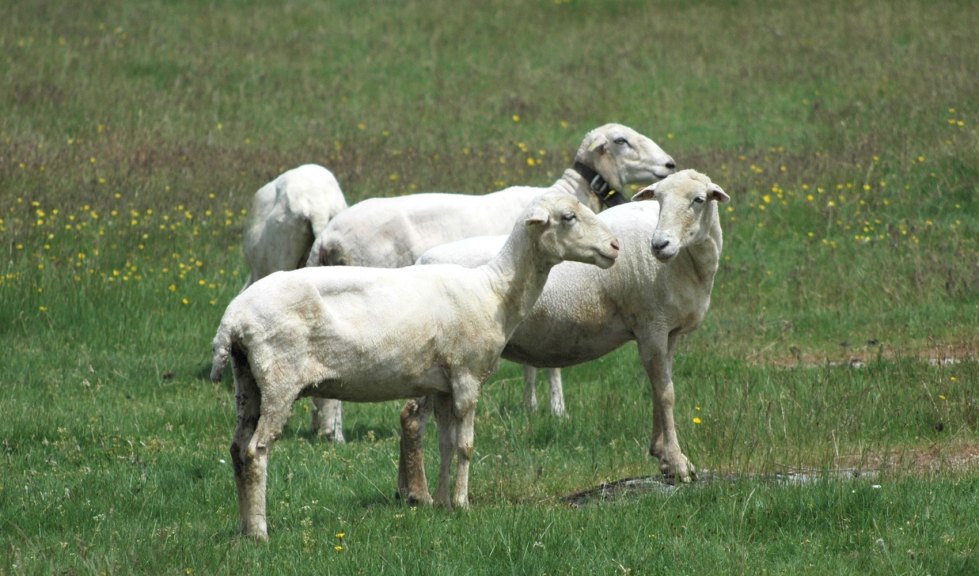 Un grupo de corderos en una explotacin extensiva