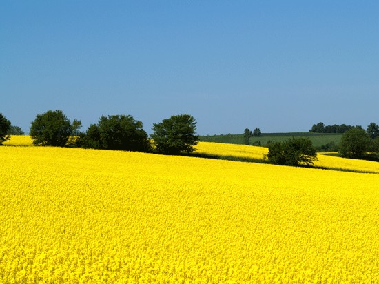 The rapeseed is becoming the great alternative energy crops. Foto:John Nyberg
