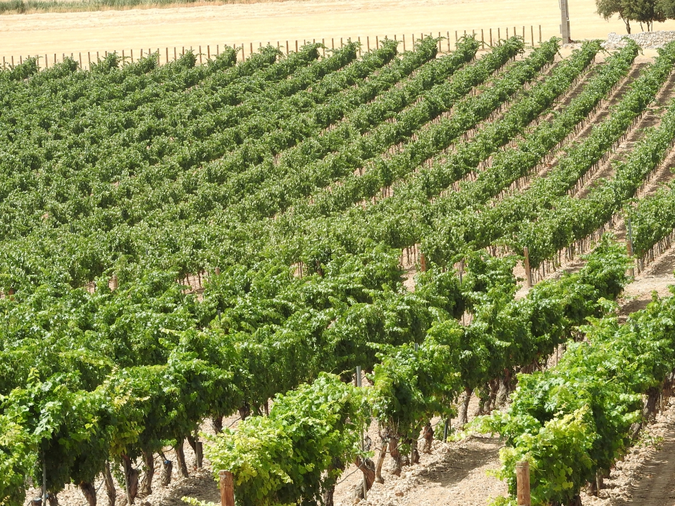 Los viticultores riojanos piden ayudas para poder hacer la vendimia en verde