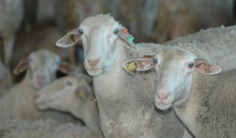 La suscripcin de contratos anuales ha aportado estabilidad al ovino lechero de Castilla y Len