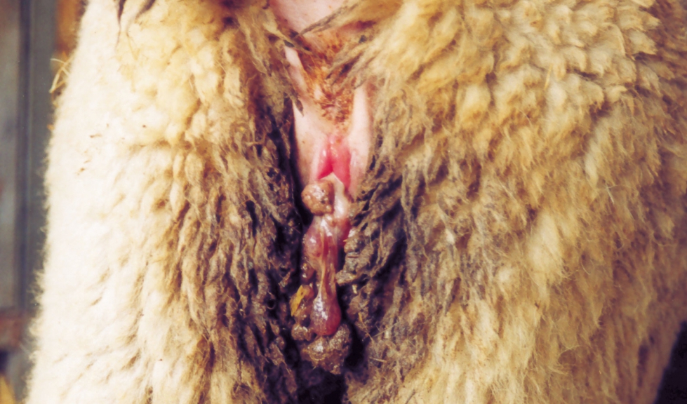 Problemas de abortos en una oveja, t�picos de las infecciones por �Brucella melitensis� (Foto: Jos� Mar�a Blasco)