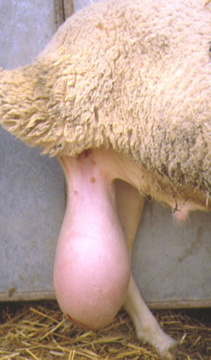 Problema testicular en un macho, causado por �Brucella ovis� (Foto: Jos� Mar�a Blasco)