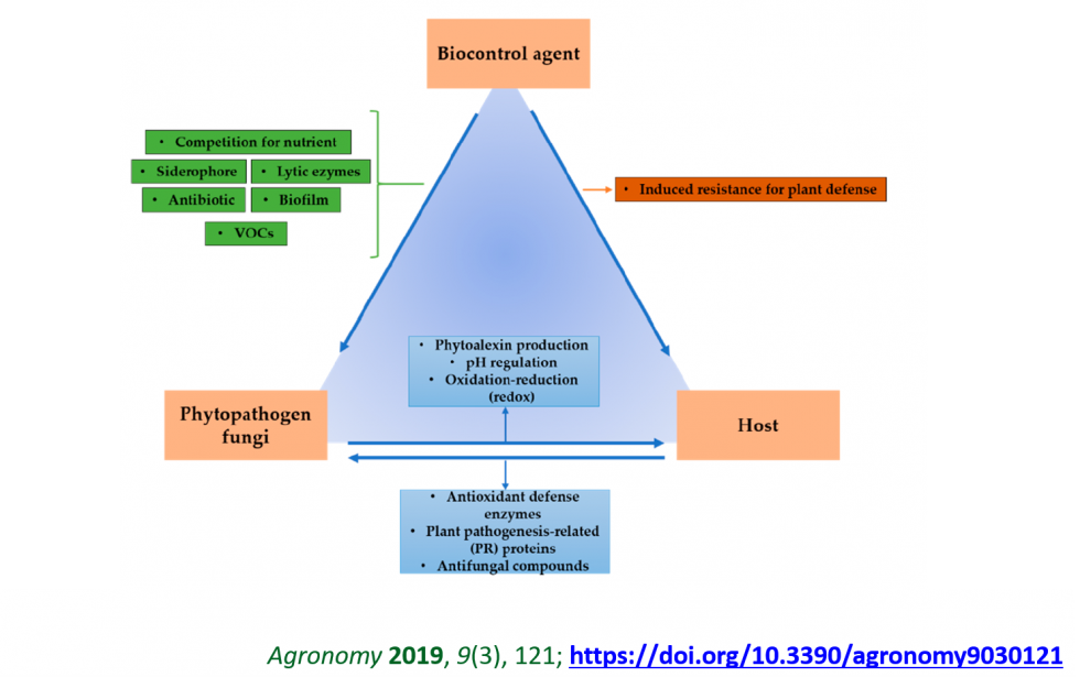 Figura 2. Interacciones entre planta, organismo patgeno y otros organismos beneficiosos