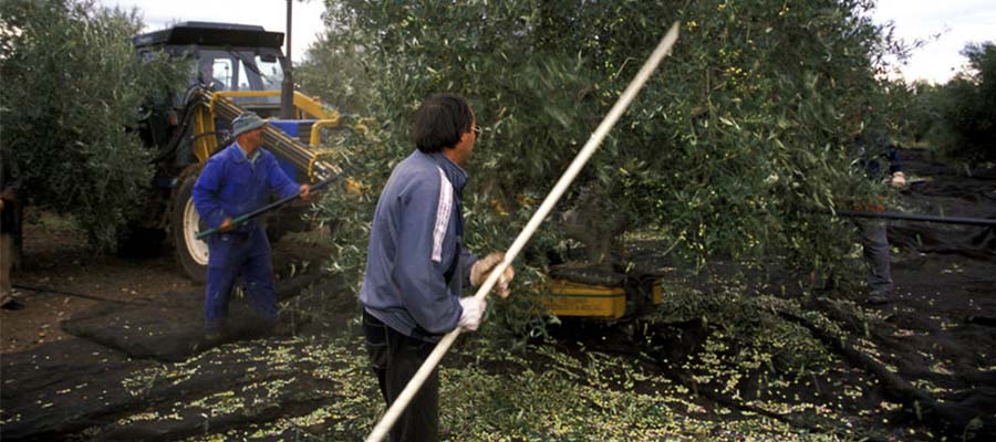 A nivel nacional, el 42% de las empresas en zonas rurales son de carcter agrario, siendo el principal sector empresarial de estas reas...