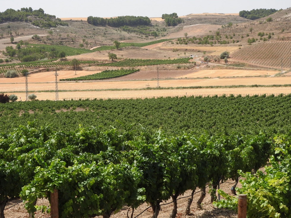 El sector vitivincola se enfrenta a una grave crisis debido al impacto del coronavirus en los mercados
