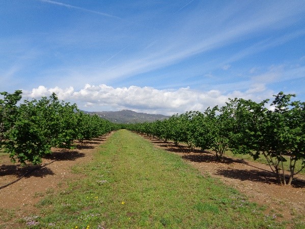 Las nuevas plantaciones se basan mayoritariamente en �rboles monotronco y menores marcos de plantaci�n como esta situada en la Selva del Camp...