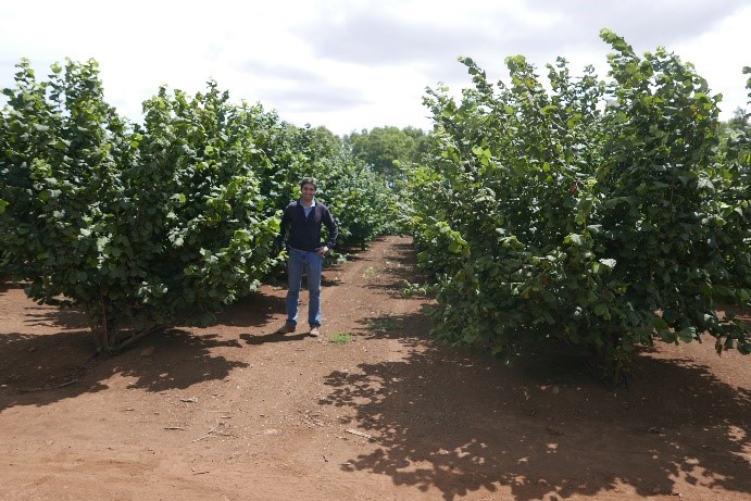 Chile cuenta con las condiciones edafo-clim�ticas, el agua y la tecnolog�a para para la producci�n eficiente de avellano...