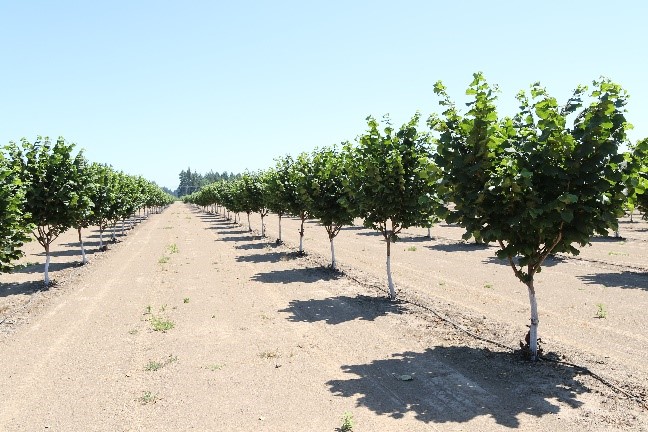 Al igual que en otras especies, en avellano se tiende a una intensificaci�n progresiva de las plantaciones para reducir el periodo improductivo...