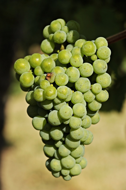 Racimo de uvas blancas