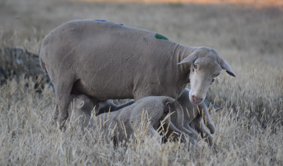 Una hembra de Merina con sus cras en el campo