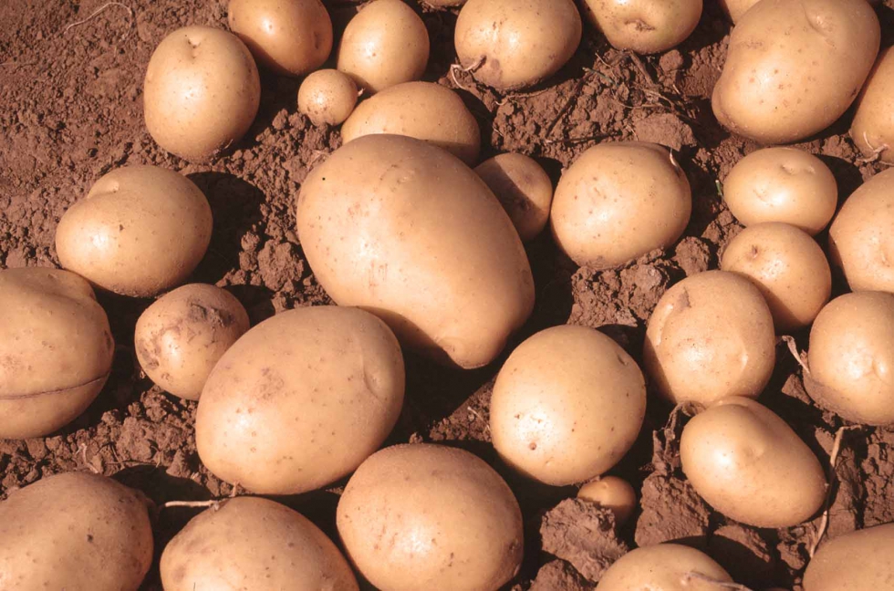 En Castilla y Len se espera que la superficie de patata ocupe este ao cerca de 18.000 hectreas (-7% vs. 2019)