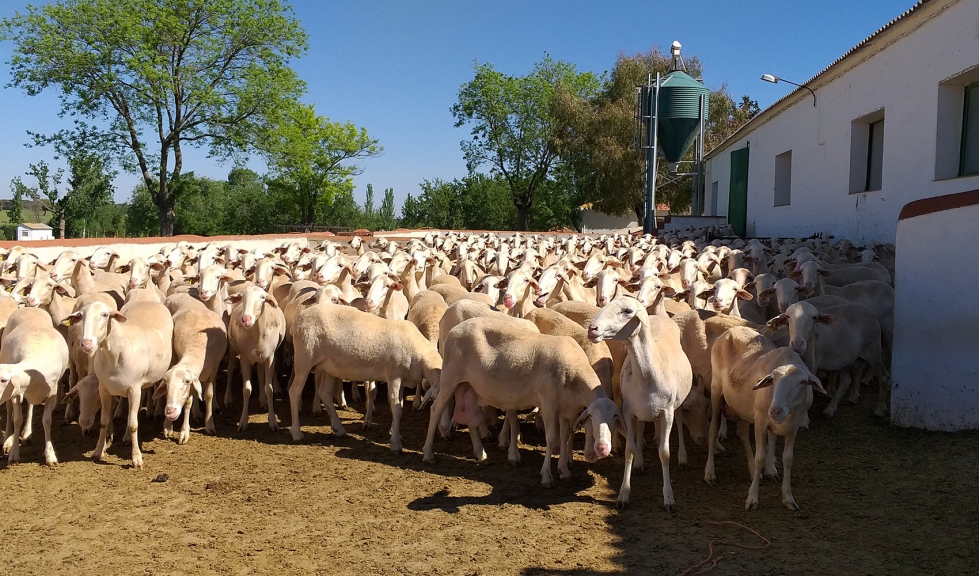 Un reba�o de ovejas de raza Manchega