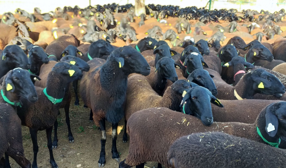 Reba�o de raza Manchega en su variedad Negra, en peligro de extinci�n