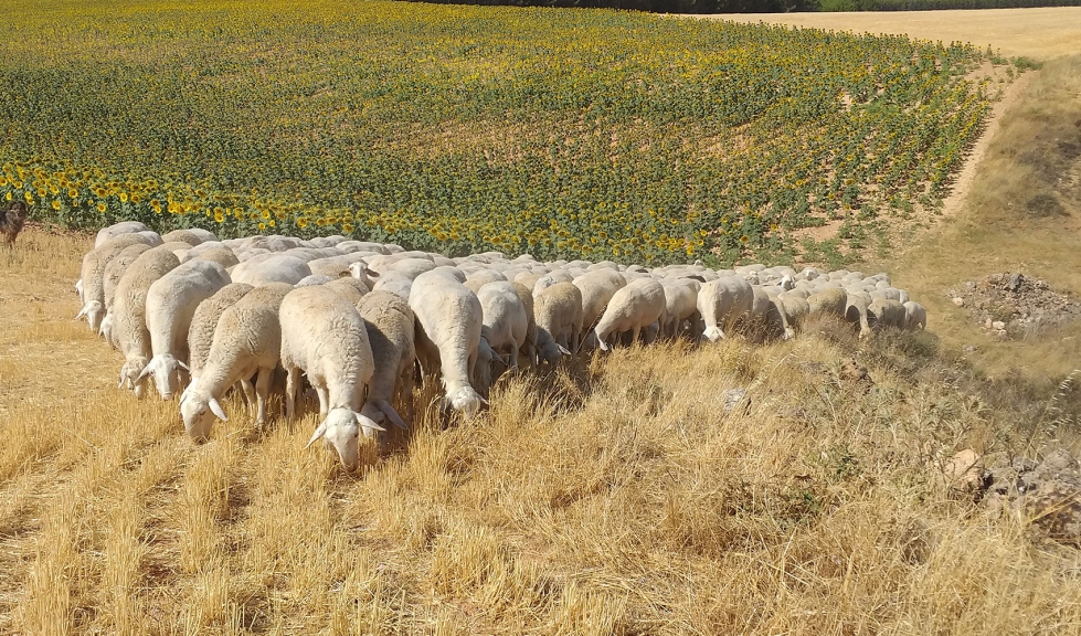 Reba�o de la raza Manchega pastando en el campo
