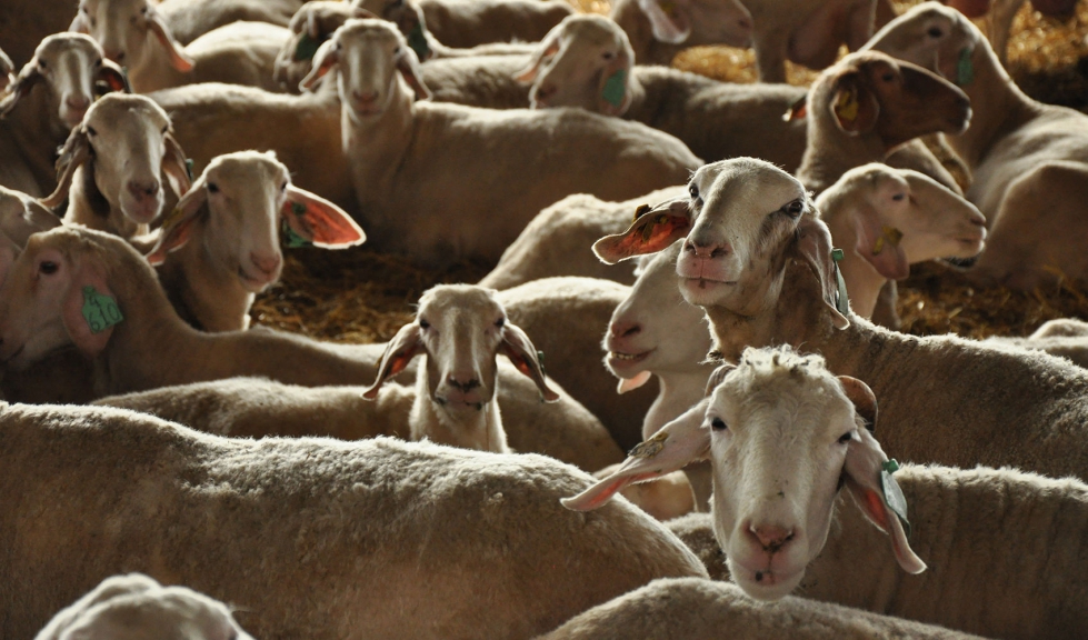 Esta nueva estrategia permitir�a reducir la carga viral en animales ya infectados, una situaci�n habitual en Espa�a