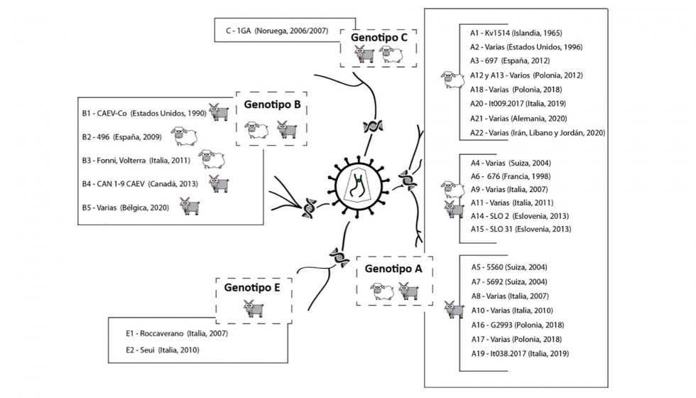 Figura 1. Esquema de las relaciones filogen�ticas de los genotipos de LVPR en relaci�n a la especie hospedadora...