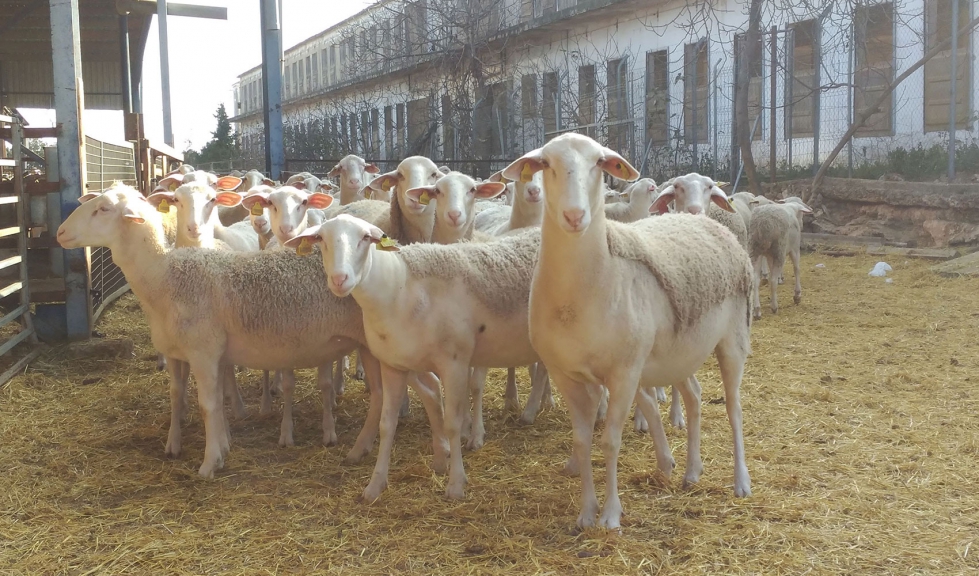 Varias ovejas de raza Lacaune en una explotacin ganadera