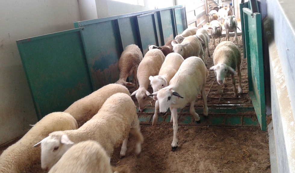 Un grupo de corderos se mueve para cambiar de lote en una explotacin de cebo
