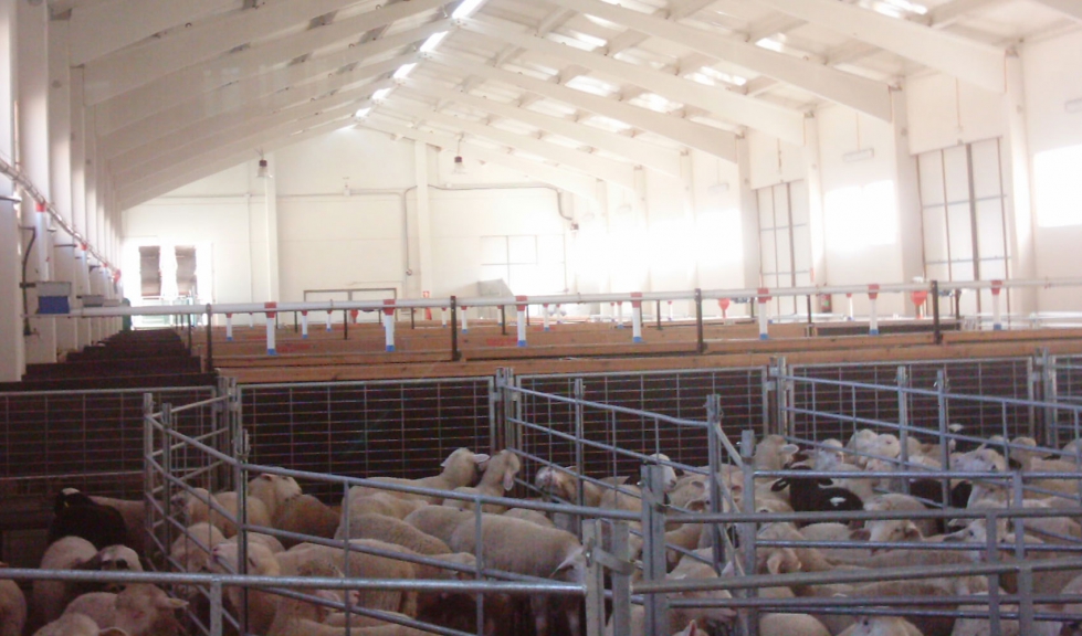Las instalaciones de los cebaderos de corderos son un aspecto fundamental para cuidar la prevencin
