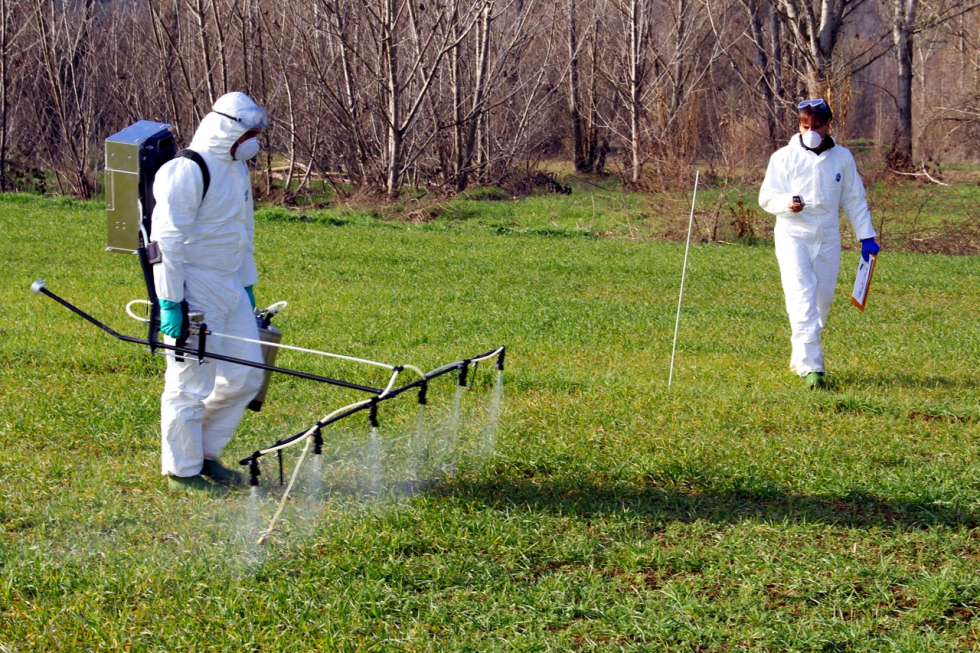Miembros del grupo de Malherbologia de la UdL, realizando aplicaciones de herbicidas en parcelas experimentales. FOTO: UdL...