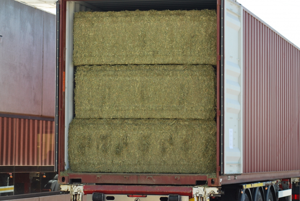 Pacas de alfalfa deshidratada listar para el transporte