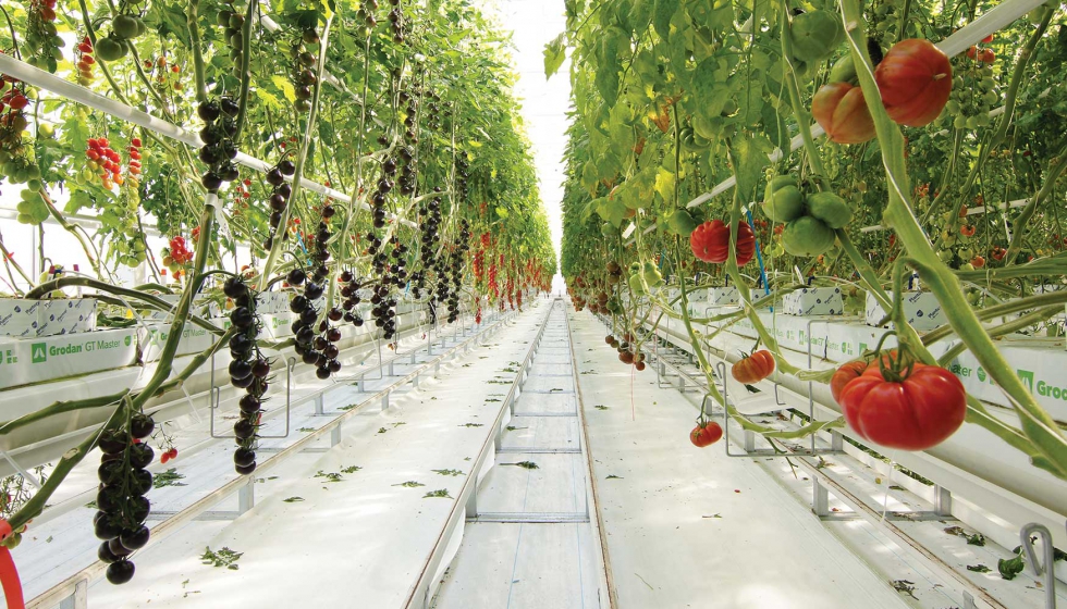 Syngenta inaugura de forma virtual sus nuevas instalaciones para la investigacin, desarrollo y demostracin de nuevas variedades de tomate...