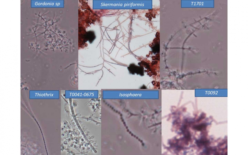 Figura 8: Morfotipos filamentosos ms usuales en las muestras analizadas