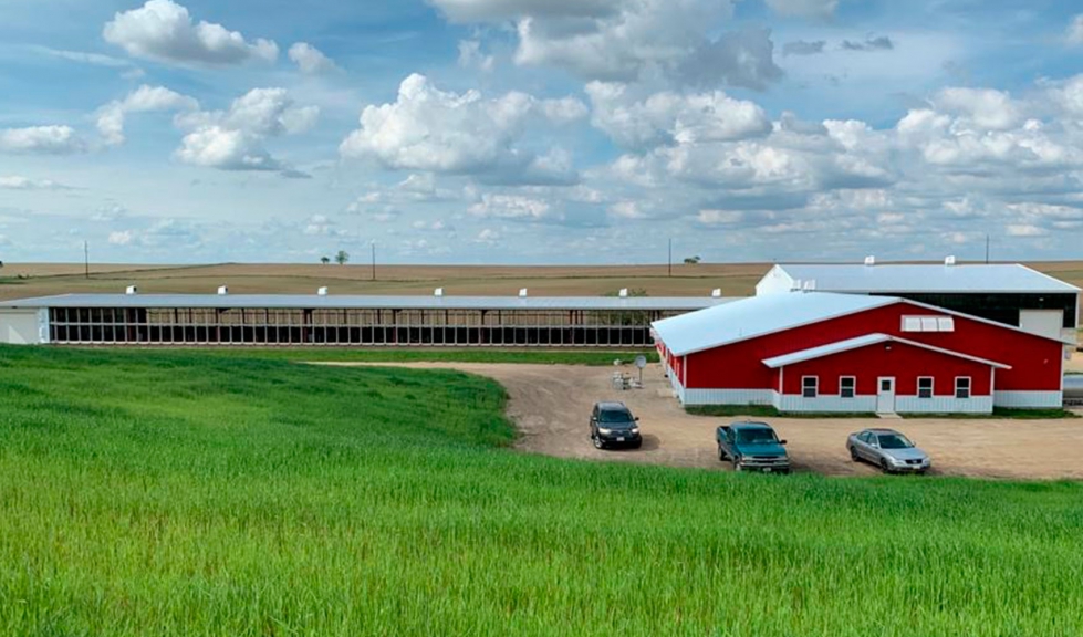 Granja de MSJ and Co, en Wisconsin (Estados Unidos), en el que se ha cruzado Assaf con la raza Milschaff