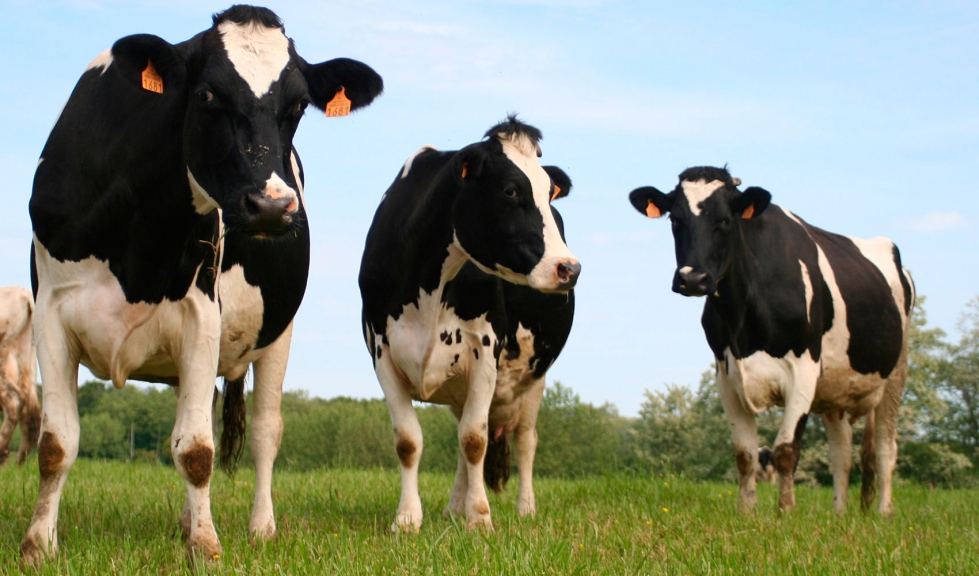 Unin de Uniones denuncia los bajos precios recibidos por los ganaderos de vacuno de leche