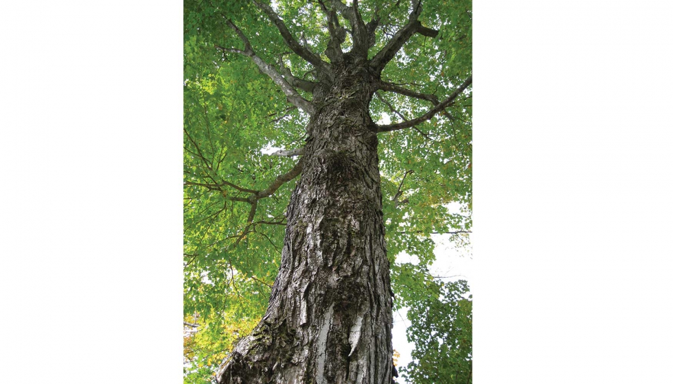 Bosque de frondosas