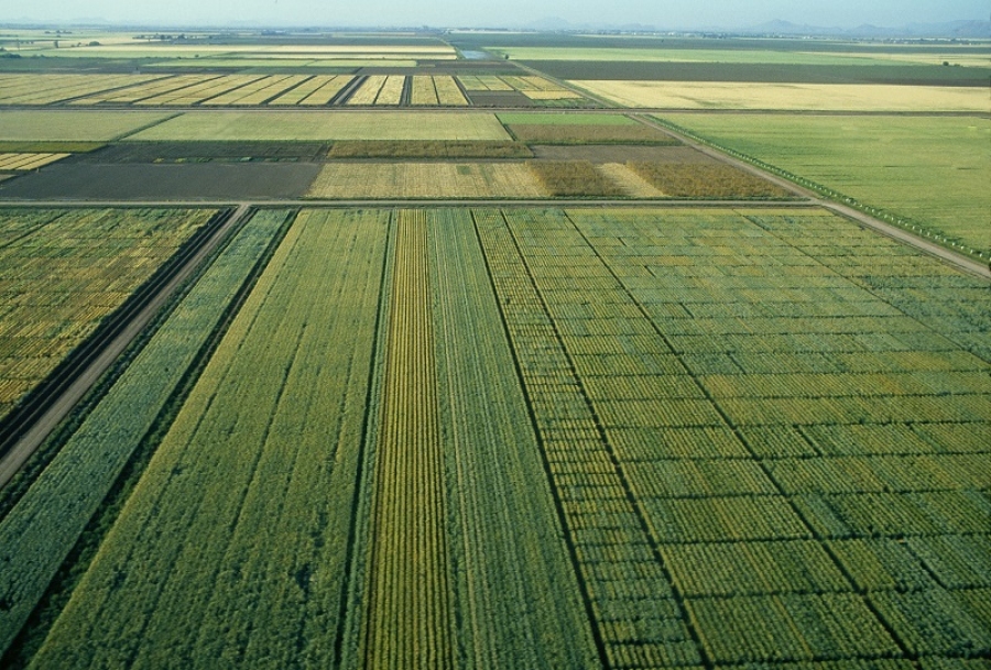 Segn los resultados obtenidos, los genotipos que mejor respondieron a las altas temperaturas fueron capaces de producir 2...