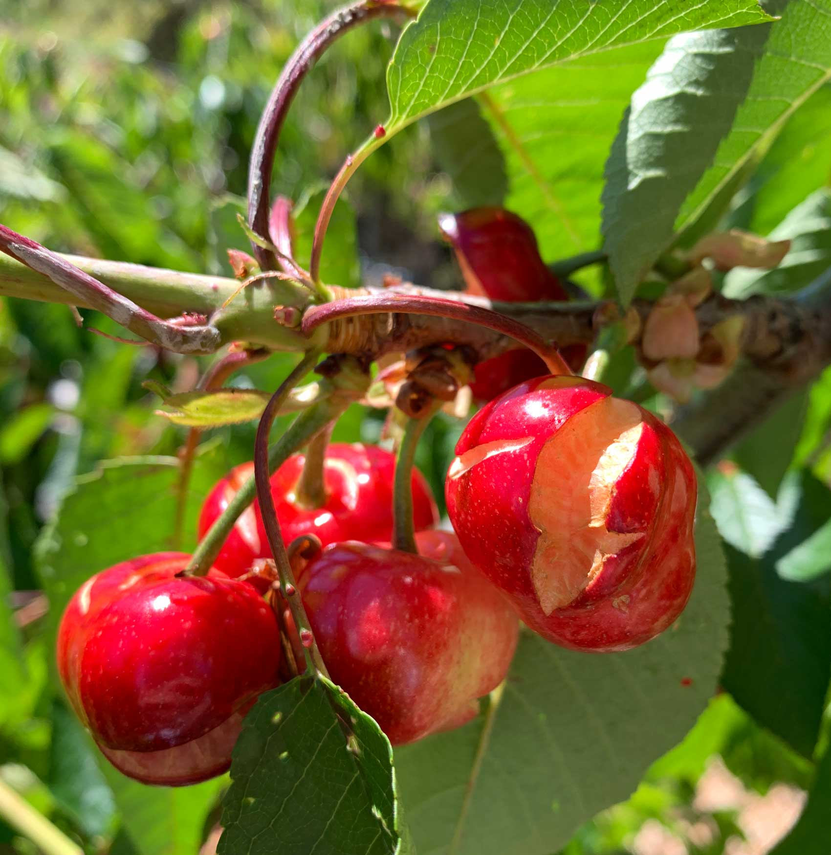 El rajado en cerezas puede provocar importantes prdidas econmicas