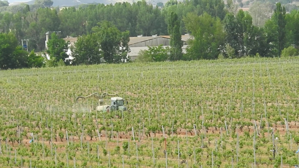 El sector vitivincola se enfrenta a un importante reto tras la COVID-19
