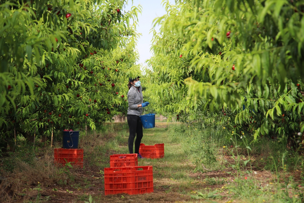 La iniciativa solidaria de AEFA garantiza la seguridad de los trabajadores y el abastecimiento de frutas frescas a la poblacin...