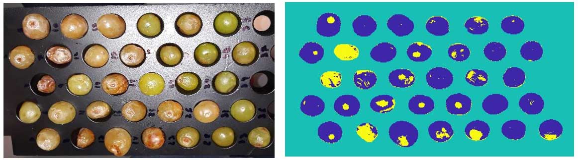 Figura 3. Deteccin de uvas afectadas por Botrytis cinrea. Las lesiones encontradas se destacan en color amarillo...