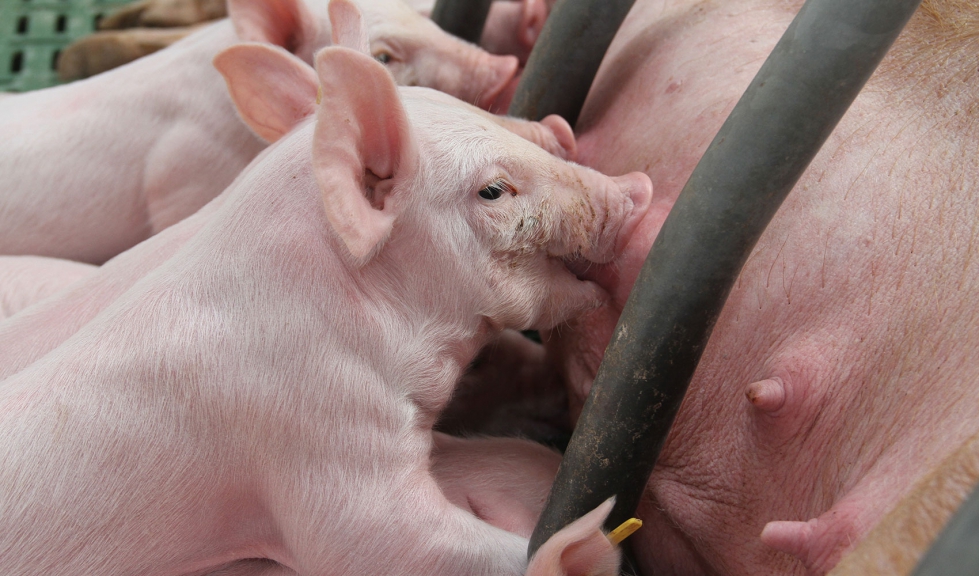 Sala de maternidad en una granja porcina
