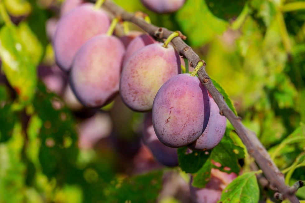 En algunas zonas productoras de la UE deben reconvertir cultivos por el incremento de los costes de produccin y por no poder competir con las...