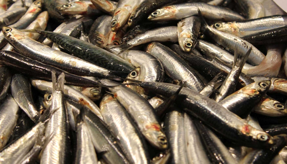 Los niveles de omega-3 de las anchoas y las sardinas de la Costa Brava son bajos, y esto afecta a la viabilidad de las poblaciones...