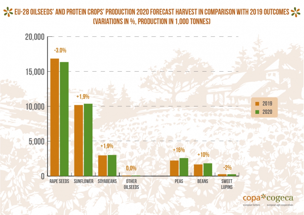 La produccin de colza en Europa podra descender un 3% con respecto a 2019 segn las ltimas estimaciones del Copa-Cogeca...