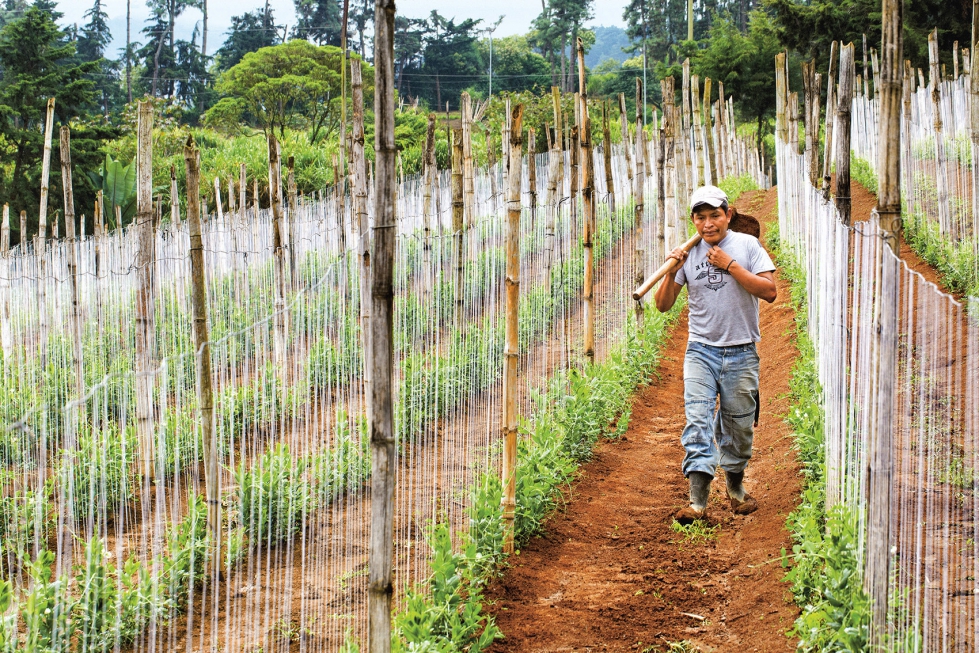 Un pequeo agricultor de Guatemala inspecciona los cultivos en su explotacin