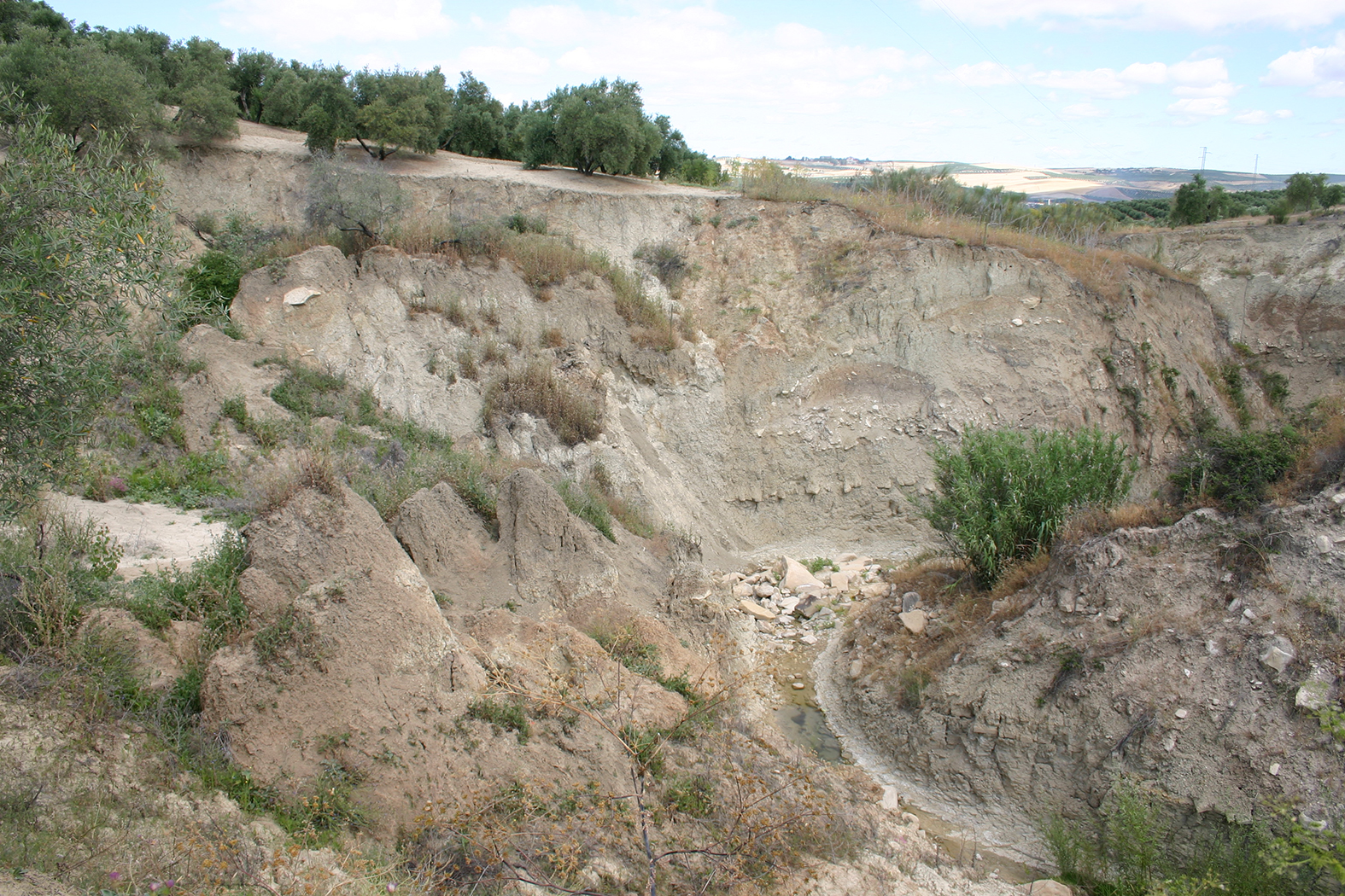 Imagen de erosin en un olivar en la localidad jienense de Lupin