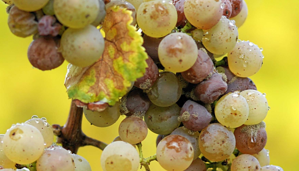 Racimo de uvas Riesling afectado por Botrytis
