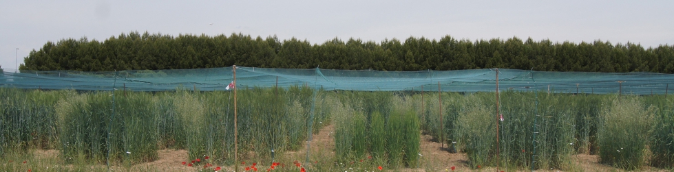 Fotograf�a 1. Microparcelas de variedades locales de trigo sembradas en los campos del CRF-INIA